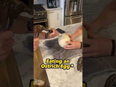 Best way to eat an Ostrich Egg | 24 chicken eggs = 1 ostrich egg