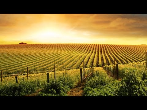 Vast Vision pres. Mungo - Summer Blush (F.G. Noise Bootleg) ASOT 797