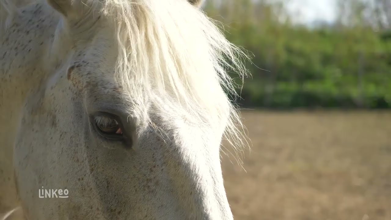 Vidéo externe