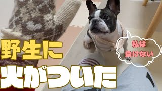 何だか気に食わないフレブル