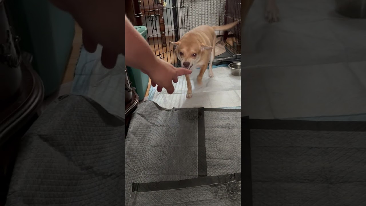 Jump Rope, a Adoptable mixed breed in Chicago, IL video 6/6