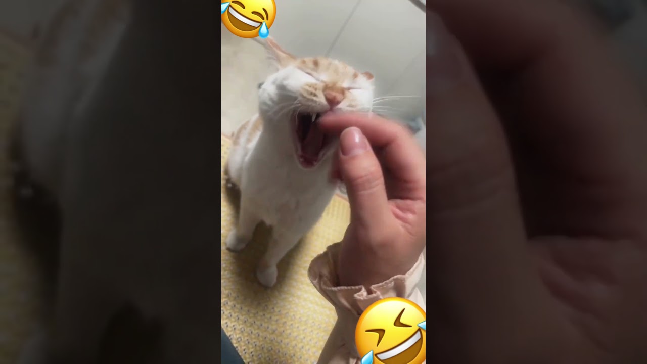 Cat Yawn vs. Human Finger: The Internet’s Dumbest Game Show 🏆😹 #funny #cat #cute
