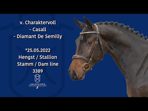 Holsteiner Körlot 2024 | Nr. 13 Charaktervoll - Casall - Diamant De Semilly