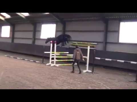 **SOLD** Grandette K (Quality time x Julio mariner x G. Ramiro Z), 3,5 year old mare (2011)