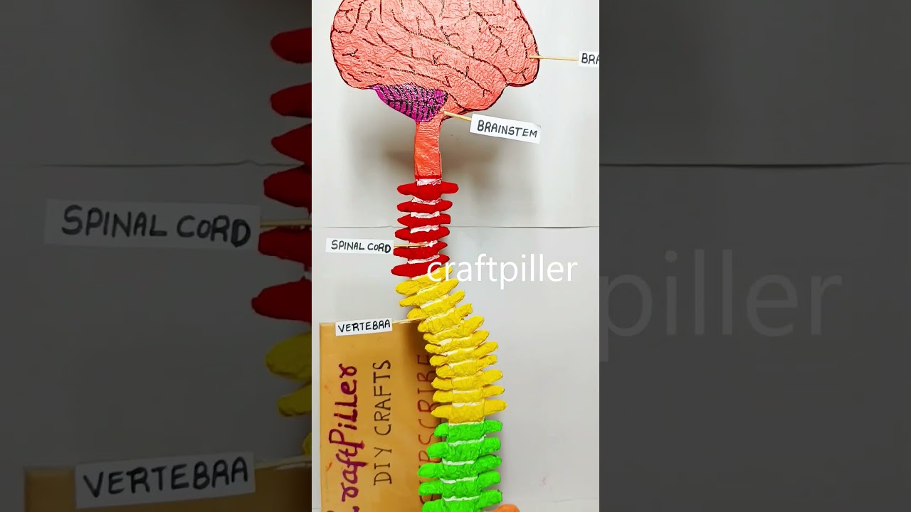 spinal card and brain model science project - shorts | craftpiller