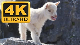Goat Relaxing Instrumental Meditation Music Video