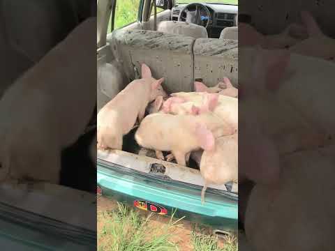 , title : 'LANDRACE & CAMBOROUGH BREEDS PIGS (weaners). SUPPLY TO AKOSOMBO (E/R). Goodluck Mrs. Juliet'