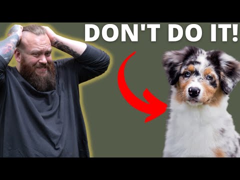 WHY YOU SHOULDN'T GET A AUSTRALIAN SHEPHERD