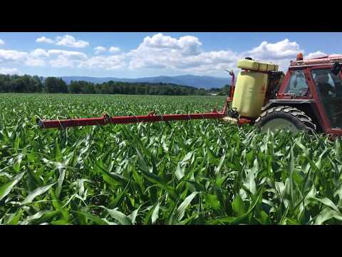 Pflanzenschutz Unterblatt Mais