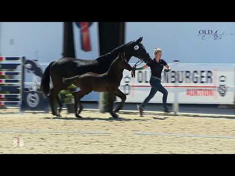 Hengstfohlen von  For Gold - Fürst Nymhenburg - Rubin Royal