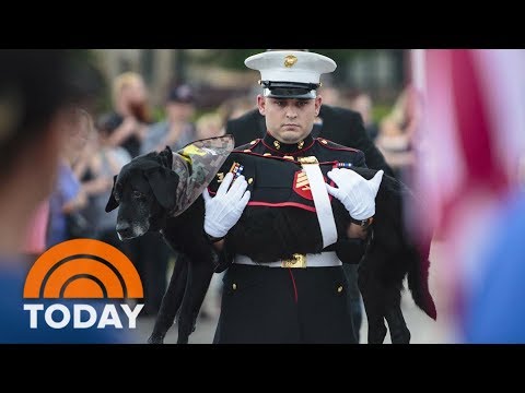 Watch A Marine Give His Beloved Dying Dog A Touching Final Ride | TODAY