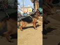 Aggressive German Shepherd dog 🐶🐶 #aggressive #gsd #dog #puppy #adult #hr #india #delhi #delhincr #🐶