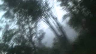 Decomposing Trees Lyrics Spanish Translation