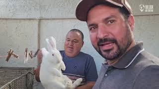 Pequeno espaço, grande lucro: como Luiz faz dinheiro com galinhas e coelhos!