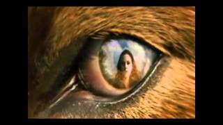 Love Song requiem II Jacob&#39;s death and Bella&#39;s sorrow