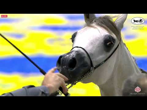 N 91 R J ALMUHIB   Dubai International Arabian Horse Championship 2022   Yearling Colts Class 9B