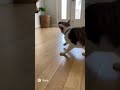 Tarantula Jumps on Cat—Banshee Mode Activated! 🕷️🐱 #Shorts
