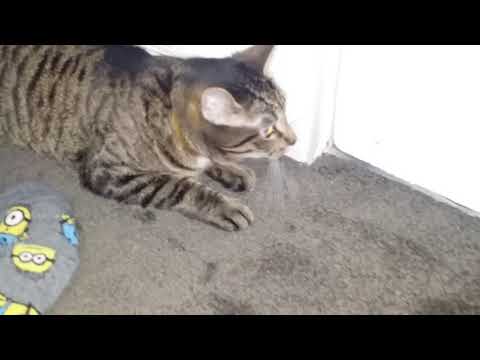 Barmeal (2/5) Movie CLIP - Sheba saves barmeal (2004) HD