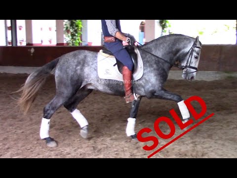 *SOLD* | Andalusian Stallion 2015 - Approx 1.62 m (R#1956)