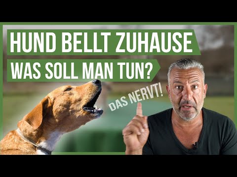 3 TIPPS für bellende Hunde Zuhause! 🤗 diese Tipps werden dir helfen!