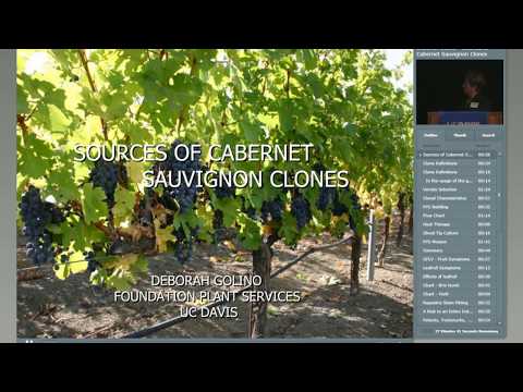 Sources of Cabernet Sauvignon Clones