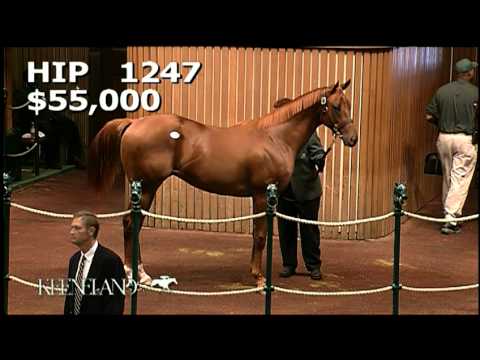 2009 September Yearling Sale - Centralinteligence Hip 1247