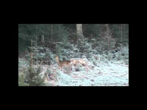 Kitz und Ricke Doublette