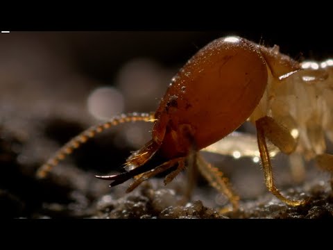 Inside A Termite Fortress | Seasonal Wonderlands | BBC Earth