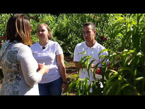 Srpski domaćin ep. 126 07.07.2022. Mali Požarevac, Ilija Stanković, voćarstvo