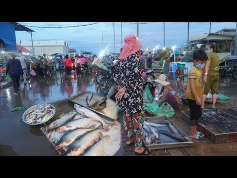 Amazing Site Selling Fish, Sea Food Near Prek Phnov Bridge  -  Morning Fish Market Scene @Prek Phnov