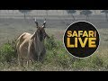 safariLIVE - Sunset Safari - August 14, 2018 safariLIVE - Sunset Safari - August 14, 2018