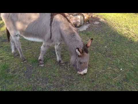 Start der Eselwanderungen 2022