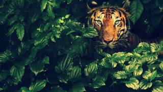 Parallax - Inerchia // Ran Salman Remix