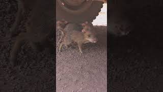 porco na estrada