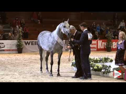 3rd Place N.74 CHAOS PERSEFONA - Wels 2015 - Int. Sr Mares Championship (Class 23)
