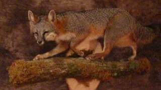 preview picture of video 'Grey Fox by North Country Wildlife Creations Taxidermy'