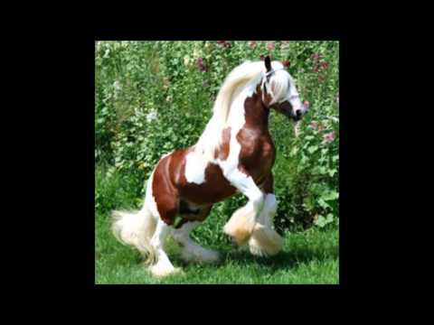 thomas doran -rosevile fair