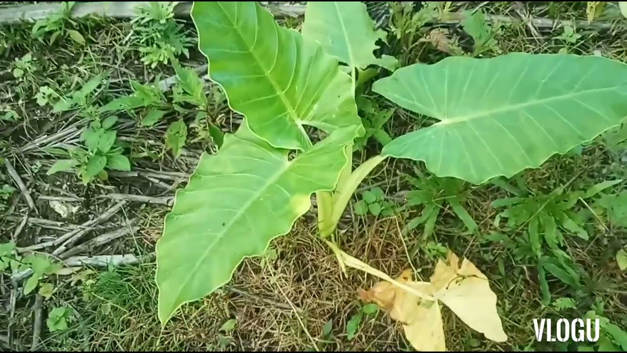 IBA'T-IBANG URI NG DAHON SA DAMOHAN #PREMIER