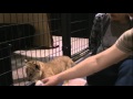 Baby Liger Cub (Lion - Tiger)