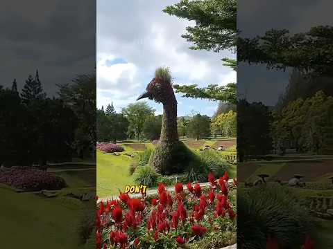 Learn plant types, garden styles, and how flowers thrive naturally. #shorts #viralvideo #tamanbunga