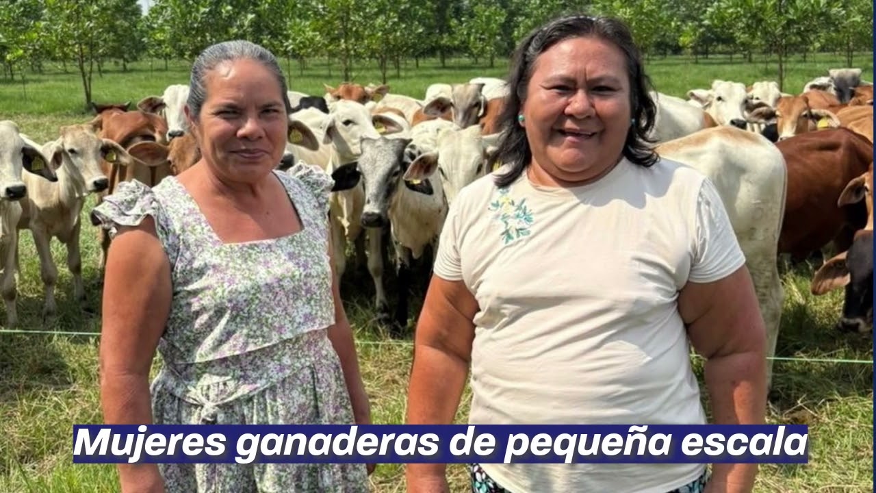 Nuevo AgroEnlace: Construyendo una ganadería más productiva, resiliente y sostenible