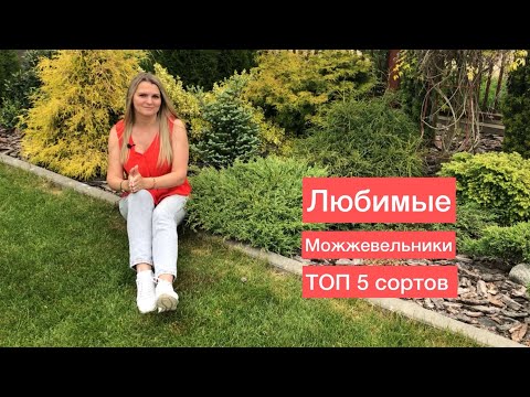 Самые низкие можжевельники для клумб и композиций | ТОП 5