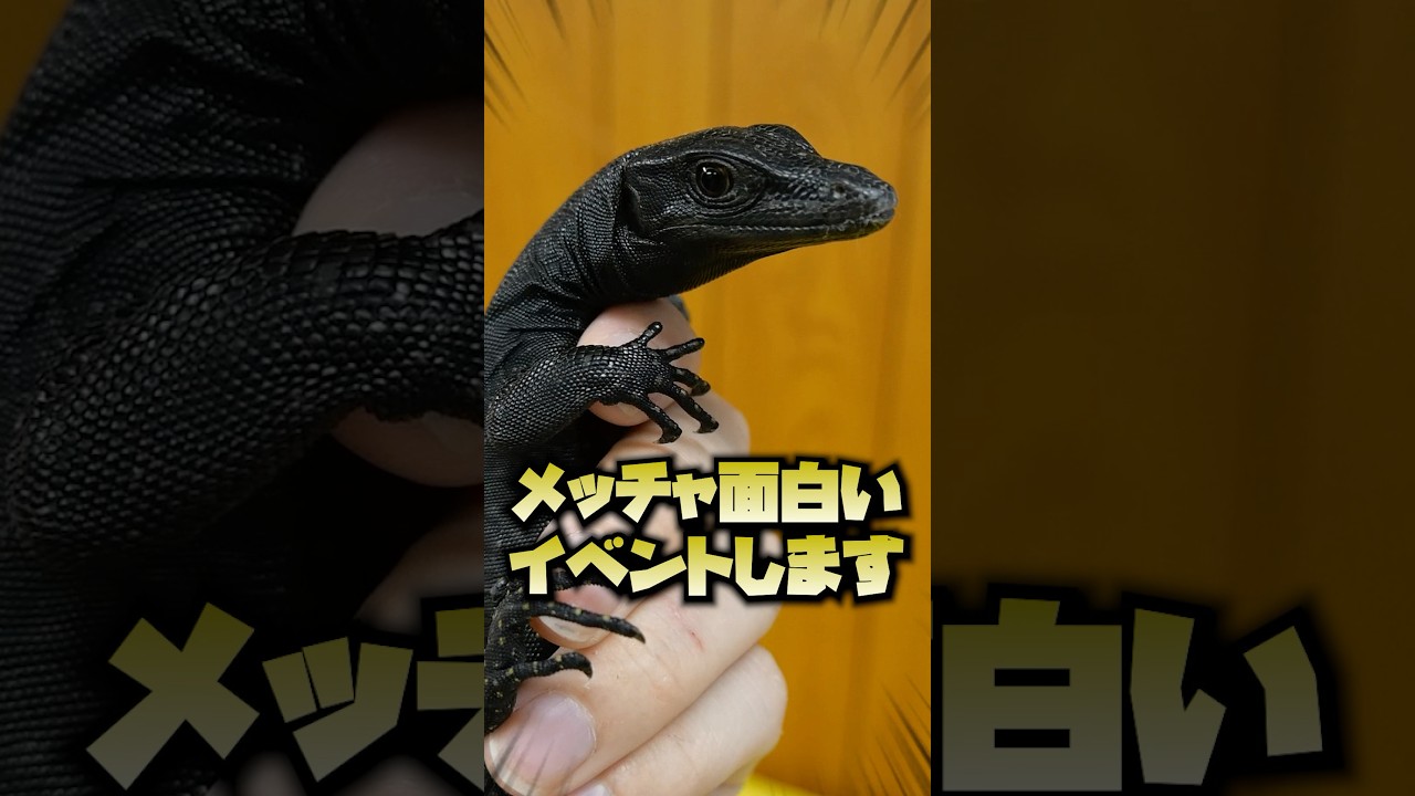 今週末に最高の爬虫類イベント開催します！ #爬虫類 #爬虫類イベント #ペット