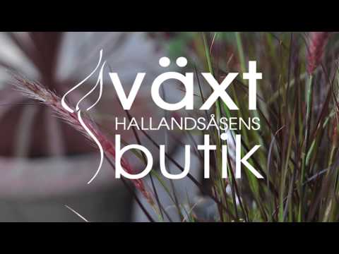 Växdagboken - Del 3 - Prydnadsgräs