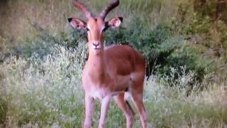 "Four Legged Zoo" Jakob & Martin
