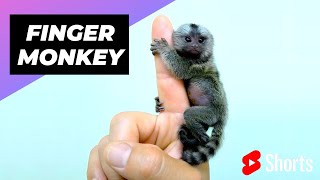 Finger Monkey 🐒 One Of The Cutest & Exotic Animals In The World #shorts