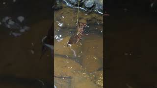 Download lagu Fishing for Shrimp Using a Simple But Deadly Trap mp3