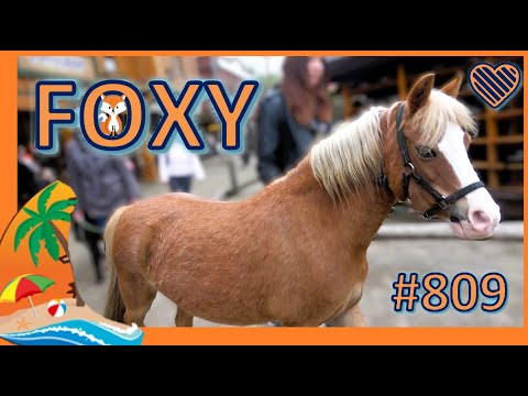 Foxy # 809 - orange band ♥ Ponyparkcity - new chestnut Welsh Mountain pony !!