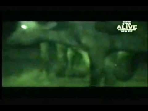 Cape buffalos chase lions