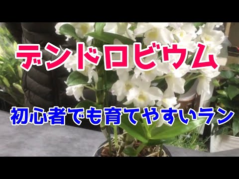 竹蘭の管理方法 植物を置くのに最適な場所
